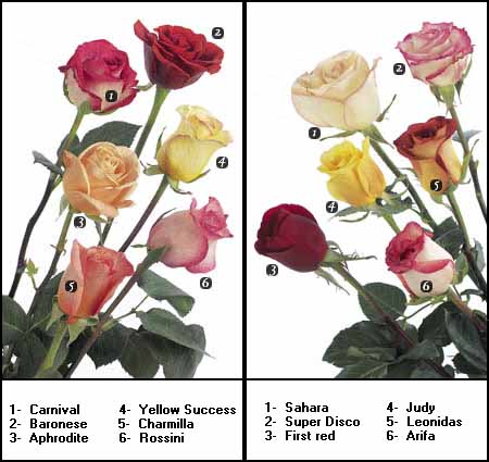 rosetypes