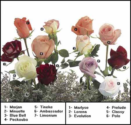 rosetypes