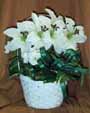 A white basket filled with assorted flowers such as white lilys , Carnations and Monte Casino.